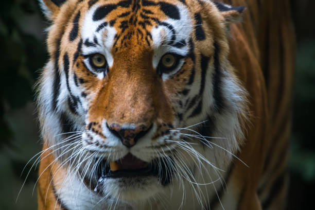 istock Siberian tiger portrait 2163289151
