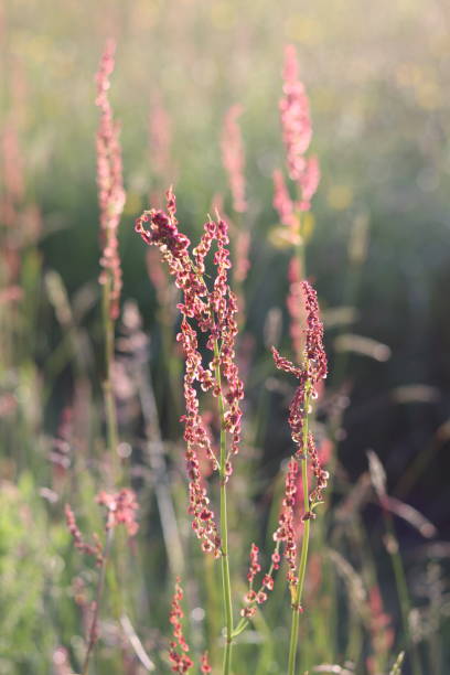 istock Close up of sorrel or rumex in a meadow 2163289190