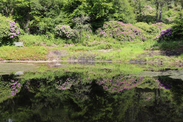 Trees and colourful shrubs reflected in a lake