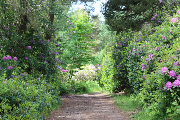 istock Garden path lined by rhododendron bushes in flower 2163291172