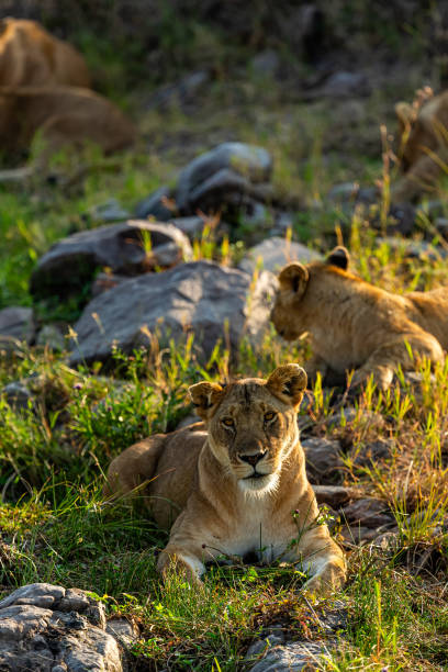 Lioness and Her family near the waterhole stock photo