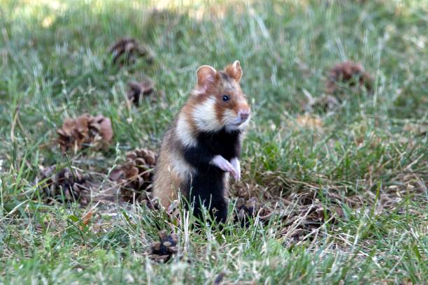 istock European Hamster, Cricetus cricetus 2163294623