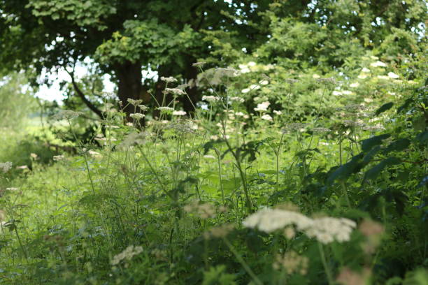 istock Common hogweed in a roadside verge 2163294636
