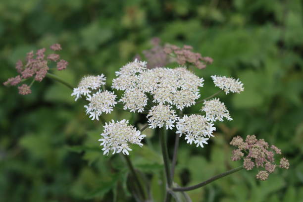 istock Close up of a common hogweed flower head 2163294673