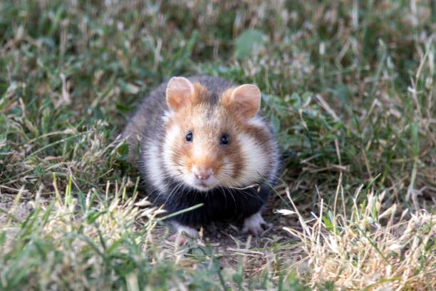 istock European Hamster, Cricetus cricetus 2163294737