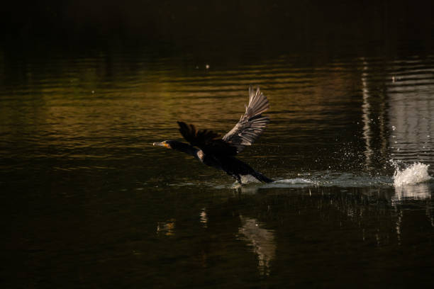 Black cormorant flies over the water