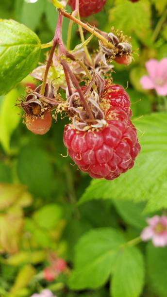 istock Puget Sound Flora Batch 2 - June 2024 2163294967