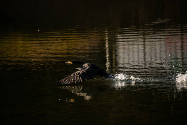 istock Black cormorant flies over the water 2163295333