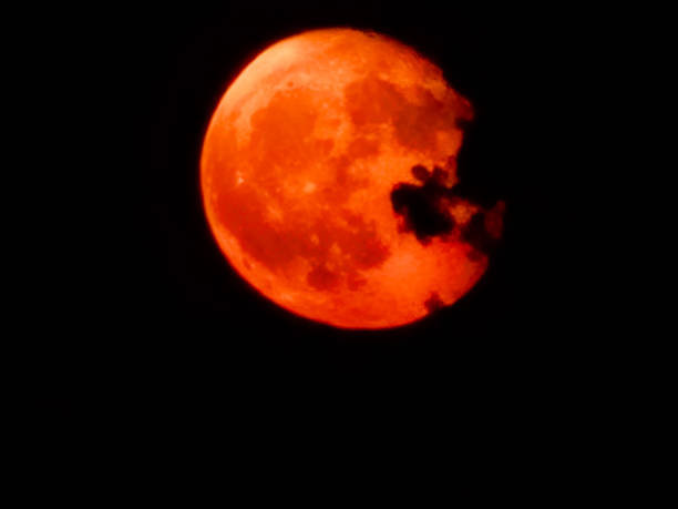 red moon seen from behind the trees