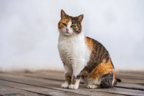 Calico Cat Posing on Wooden Floor