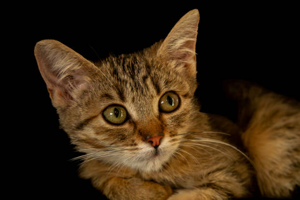 portrait of a small cat on a black background