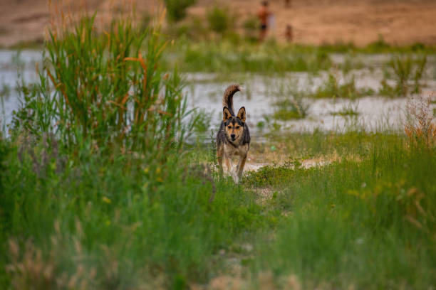 Dog in the field