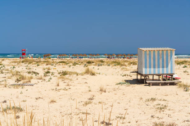 Seascape. A beautiful view of the Mediterranean coast with birch water, a beach with white sand and a green palm tree. Djerba Island, Tunisia