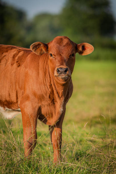 istock Cute Calf on Green Meadow - Close-Up 2163303086