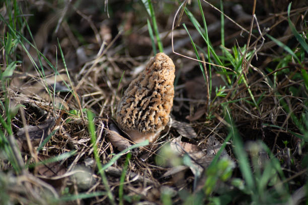 Morchella steppicola mushroom in forest grass