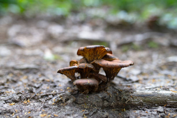 Brown red Omphalotus olearius mushrooms in forest