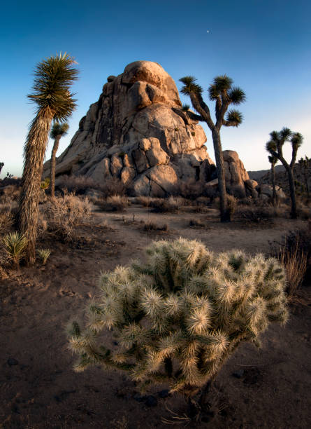 istock Cholla Cactus at Joshua Tree National Park 2163303850