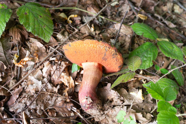 istock Freshly picked Suillellus luridus mushroom on woods ground 2163303930