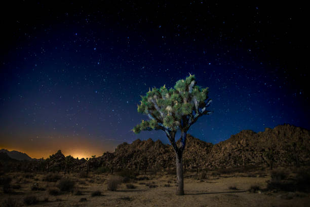 Joshua tree alone at night with beautiful stars, Joshua Tree National Park, near Palm Springs, California. Vertical format.