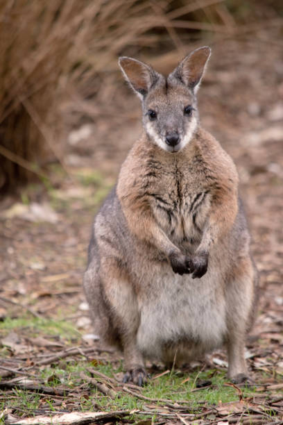 istock the tammar wallaby is standing on its hind legs 2163308424