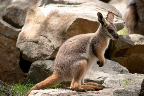 istock the yellow footed rock wallaby is climbing on the rocks 2163308543