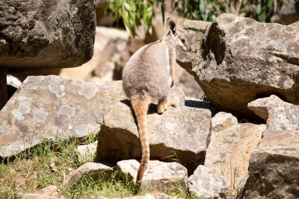 istock the yellow footed rock wallaby is climbing on the rocks 2163308571