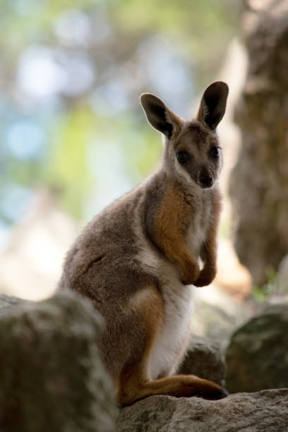 istock the yellow footed rock wallaby is climbing on the rocks 2163308614