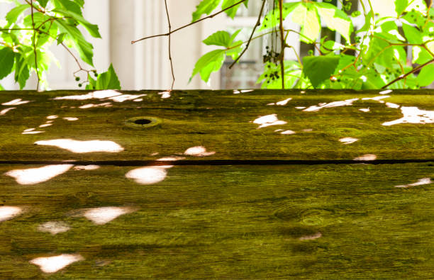 View from a window overlooking a building with art deco facade and virginia creeper ivy in the background while harsh sunny dapples through the leaves on a weathered wooden board with copy space