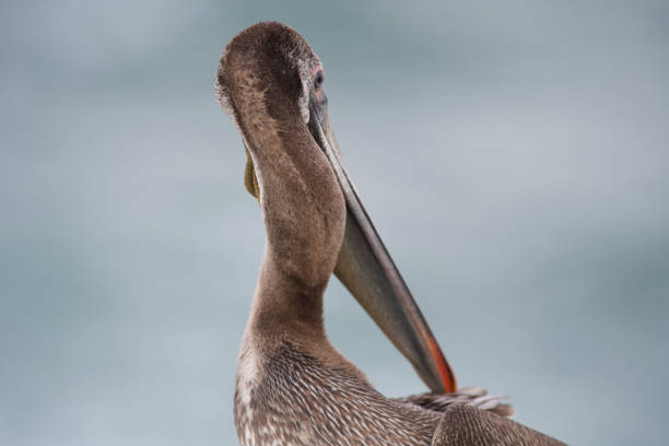 Side view of Brown Pelican in Southern California near La Jolla preening feathers
