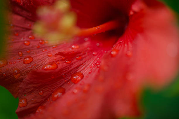 Lower part of frontal Red Hibiscus flower with water drops