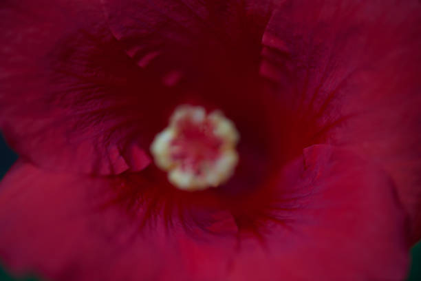 istock Red symmetrical Hibiscus flower with delicate structure 2163310272