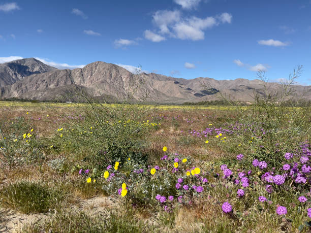 istock Desert Bloom Anza Borrego State Park 2163310363