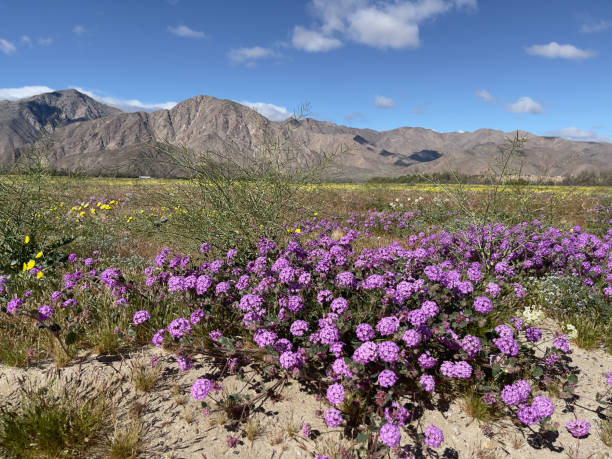 istock Desert Bloom in Anza Borrego State Park 2163310368
