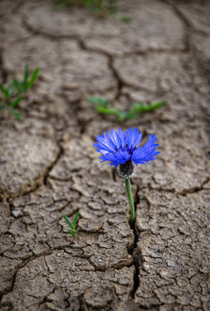 Cornflower blooming on dried cracked soil