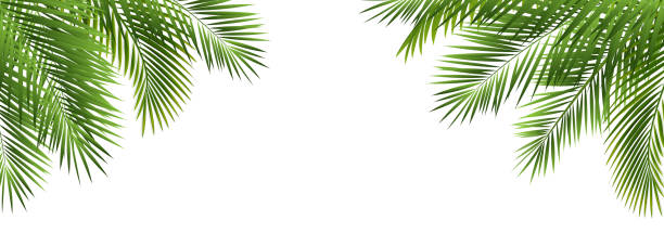 Palm Tree Branch With White Background Palm Tree Branch With White Background With Gradient Mesh, Vector Illustration frond stock illustrations