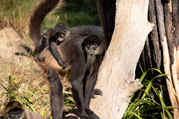 istock the  black-handed spider monkey has a baby on her back 2163312303