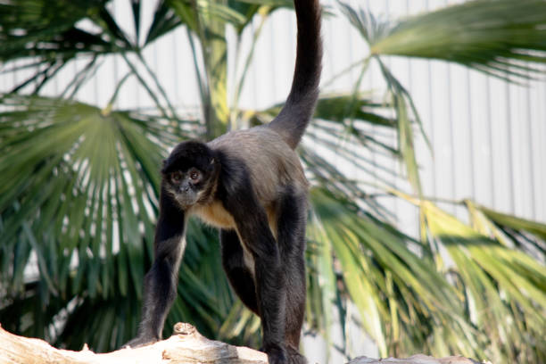 istock the  black-handed spider monkey is walking on a log 2163312305