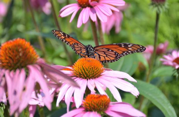 istock Nature, 