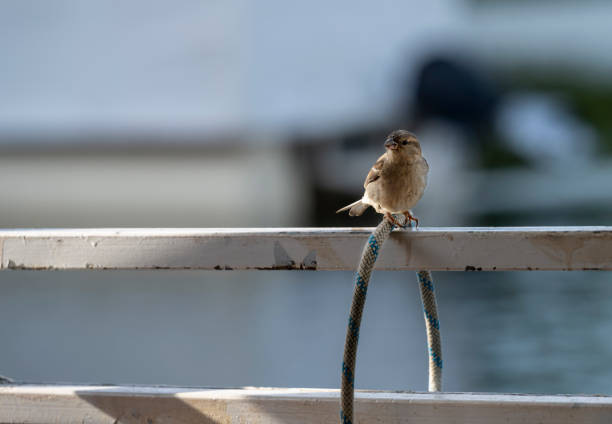 The sparrow is standing on a metal white structure and woven rope. Eurasian tree sparrow (Passer montanus). The chestnut colored bird is one of the most common birds in Europe.