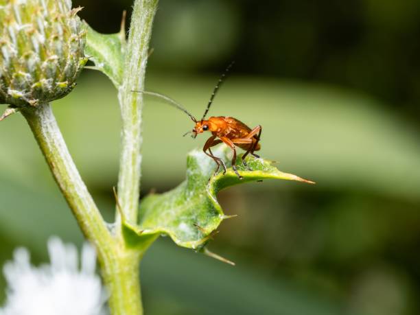 istock Common Red Soldier Beetle, beetles breeding mating. Eating nectar and pollen from thistle flowers. Summer macro insect photography. Male and female 2163319251
