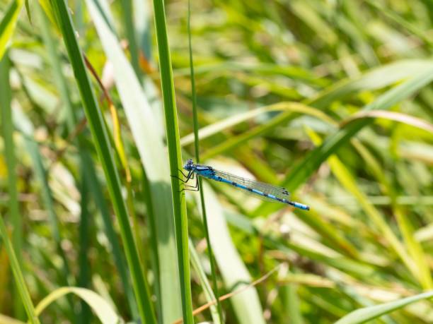 istock Neon blue Dragonfly closeup macro photograph. On a leaf. copy space, damselfly resting on a tree branch. Background. Coenagrionidae. Common bluet 2163320059