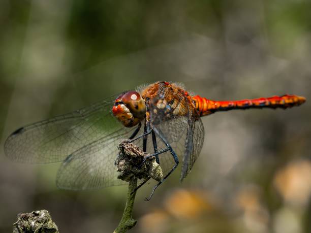 istock Red Orange dragonfly with wings with a red pattern sits on a branch. resting on a flower stalk close-up. huge eyes. Pyrrhosoma nymphula, on flower bud of Lady's mantle, Alchemilla mollis. 2163320078