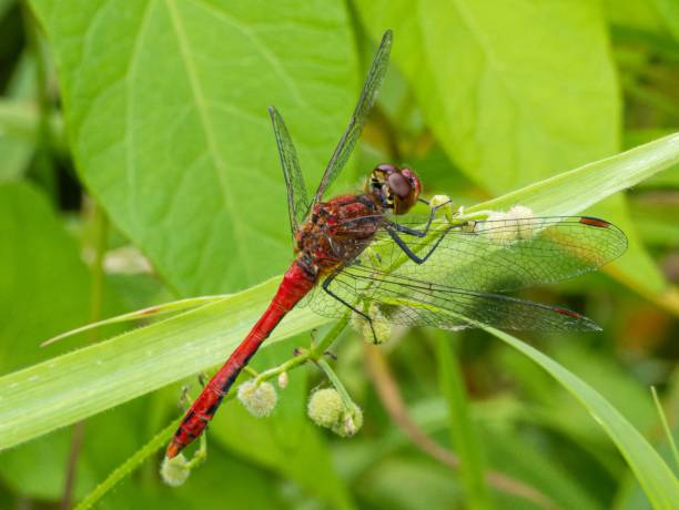 istock Red Orange dragonfly with wings with a red pattern sits on a branch. resting on a flower stalk close-up. huge eyes. Pyrrhosoma nymphula, on flower bud of Lady's mantle, Alchemilla mollis. 2163320227