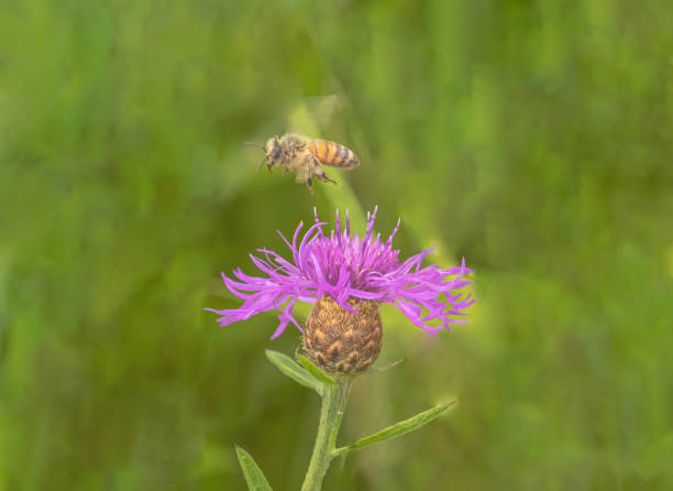 istock Wildflower And Honey Bee 2163320804