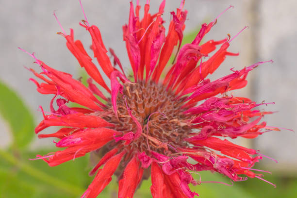 A close up of the Bee Balm flower.
