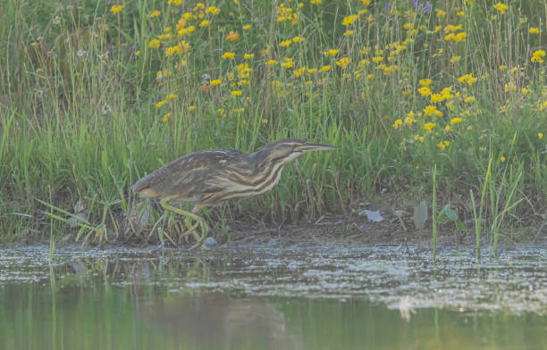istock Green Heron Hunting 2163321296