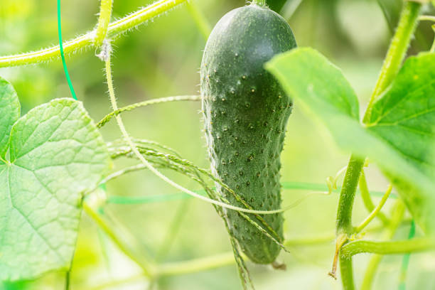 istock A Single Cucumber Growing on a Vine in a Garden 2163323752