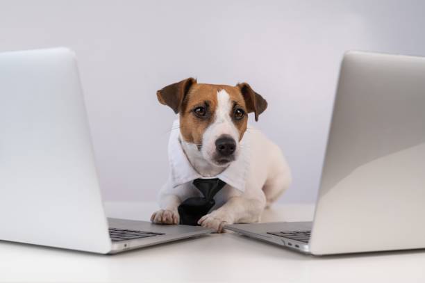 istock Dog Jack Russell Terrier dressed in a tie sits between two laptops on a white background. 2163325781