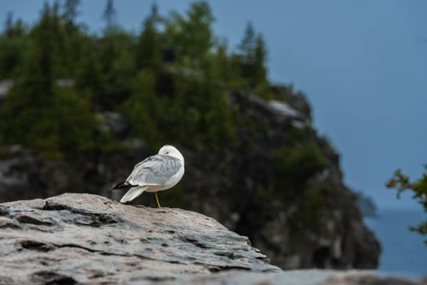 A lone gull rests on a rocky perch, its single visible eye reflecting the somber mood of the rainy day.