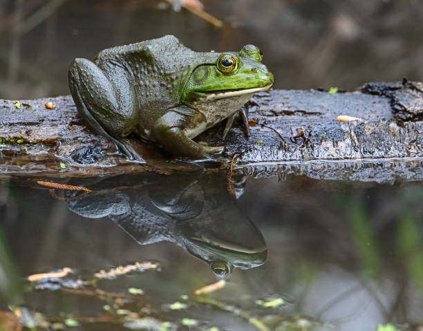istock Frog, Santee National Wildlife Refugee 2163328200